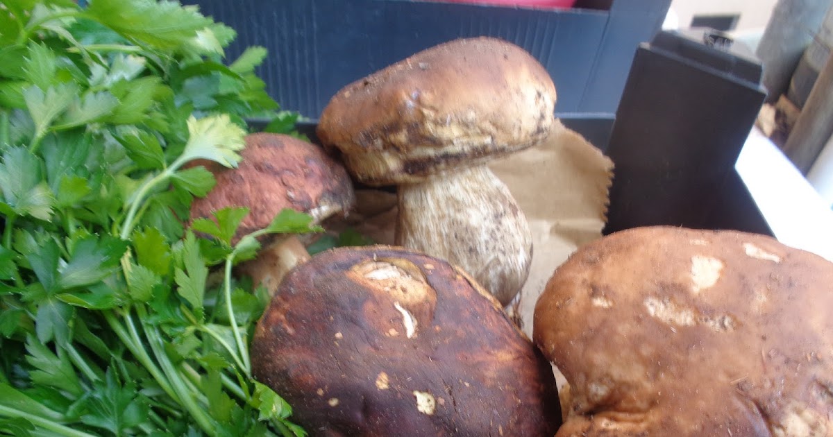 Dove trovare funghi porcini Valsassina