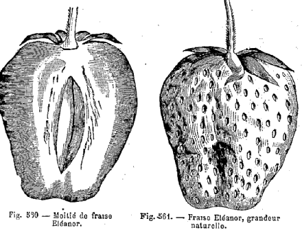 LE TEMPS DES FRAISES ET DES FRAMBOISES . - Le blog de ...