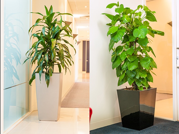 Indoor Plants Melbourne Make your Work Environment Pleasant Through