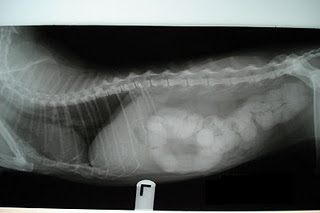 X-ray of a constipated cat