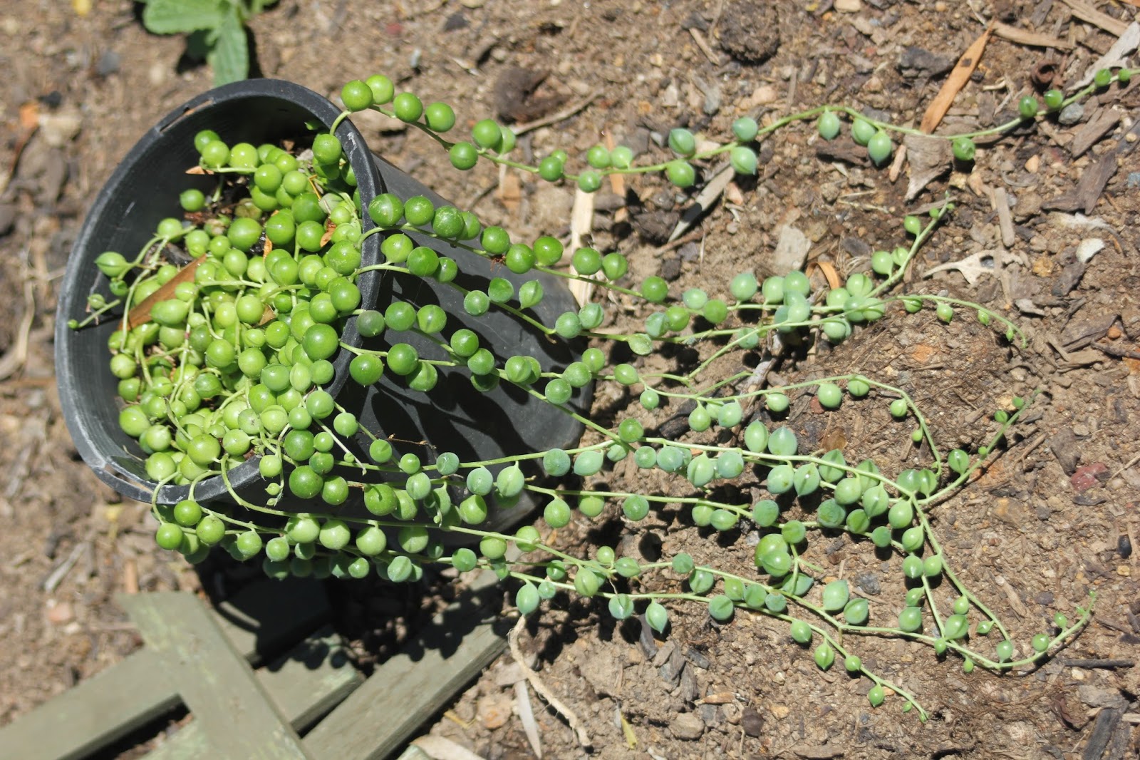 Mudflower String of Pearls Plant From Cuttings