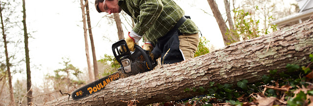 cutting blackberry growth with a chainsaw