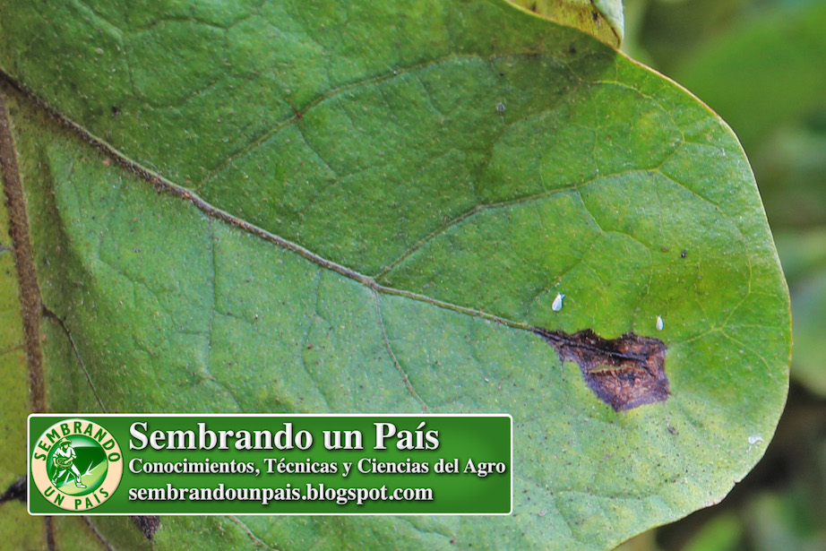 Moscas Blancas posadas en una hoja