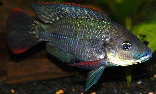 7 Jenis Makanan Ikan Mujair dari Bahan-Bahan Alami - Ikanesia