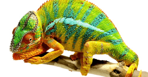 Tafsir Mimpi Bunglon Menurut Islam Buku Mimpi