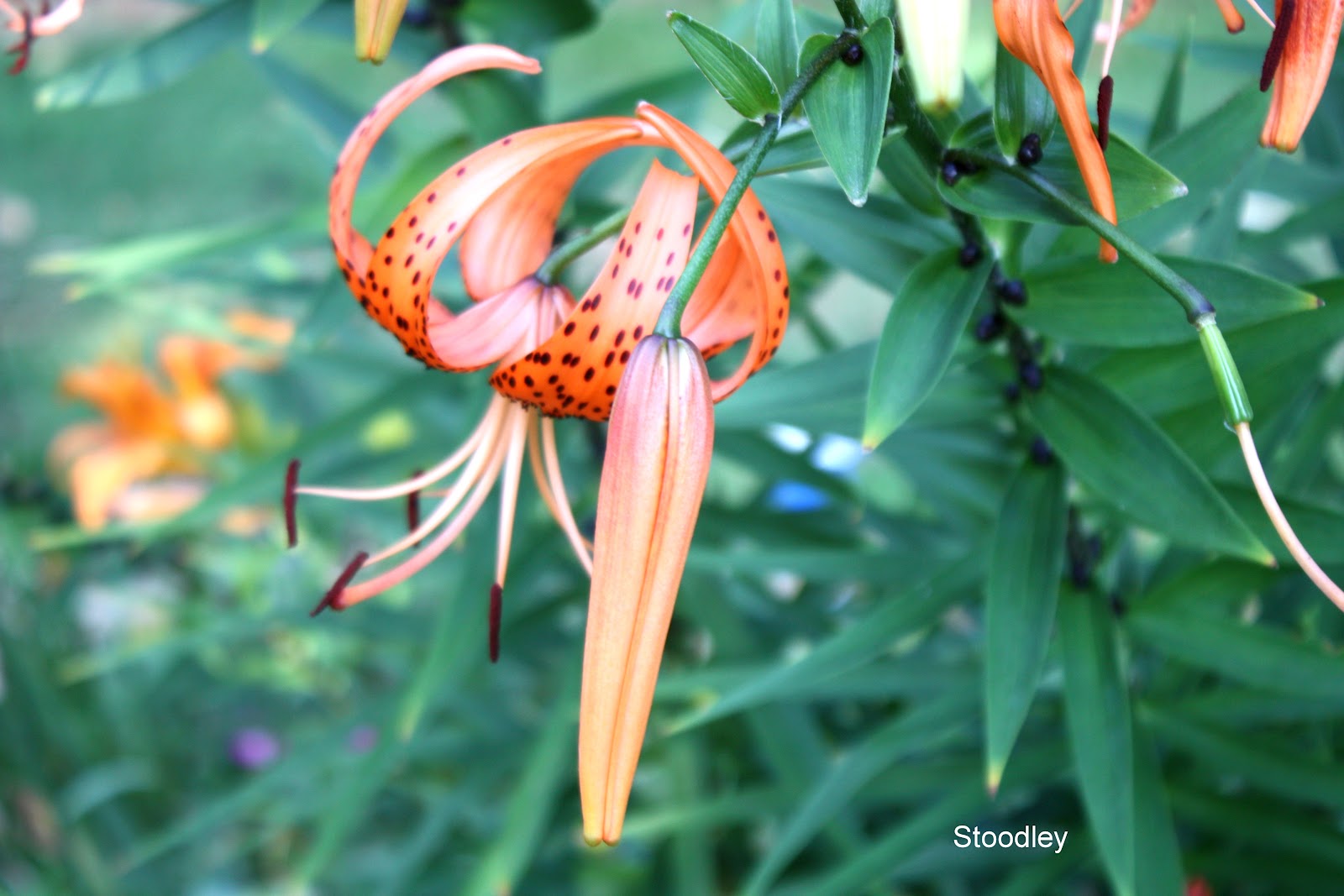 Tiger Lily Or Turk s Cap Lilium Lancifolium Or Lilium Tigrinum Or tiger-lily-or-turk-s-cap-lilium-lancifolium-or-lilium-tigrinum-or