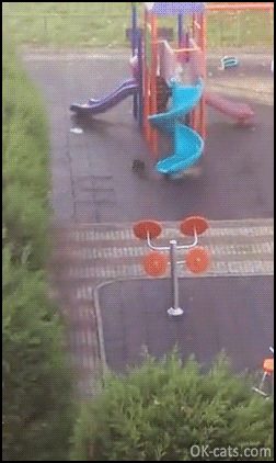 Funny Cat GIF • Black cat knows how to entertain itself on spiral slide [ok-cats.com]