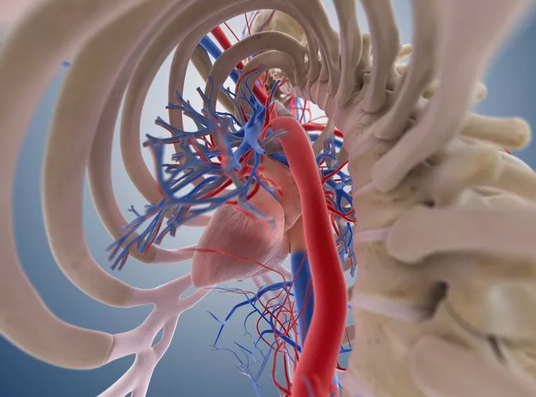 Pengertian Vena cava superior dan inferior Sekolah007