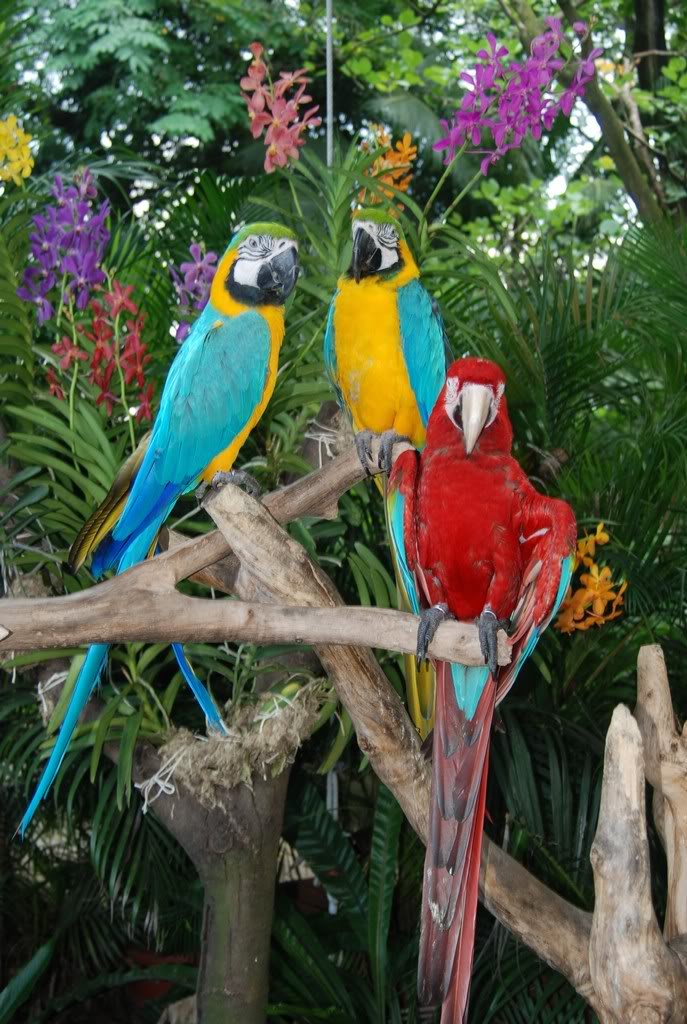 A journey through Jurong Bird Park - About Wild Animals