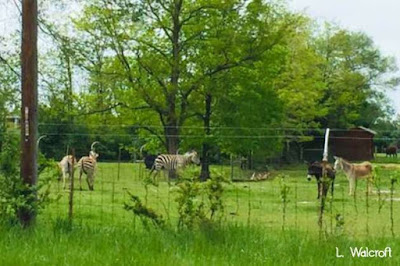 zebra pasture