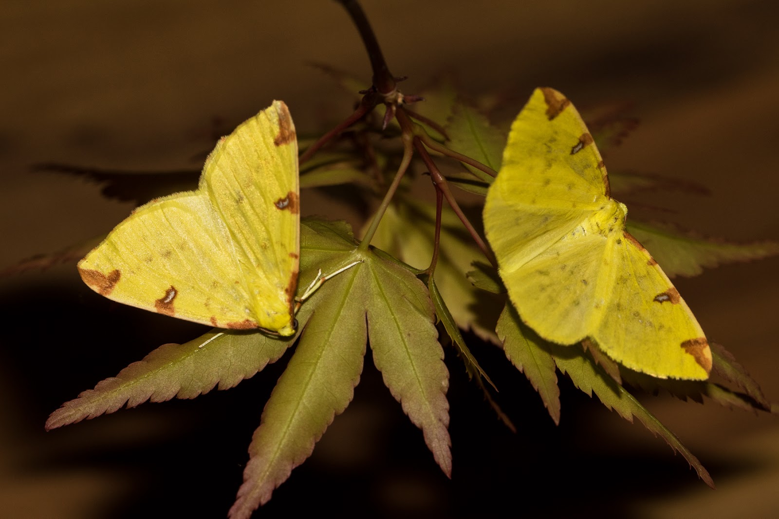 Butterflies, Dragonflies, Moths & other Insects: Brimstone Moth