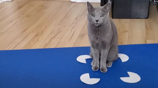 Bir bilim projesi, kedilerin insan sahipleri gibi optik yanılsamalar tarafından kandırılabileceğini ve sahte kutuların içine oturduklarını gösteriyor.