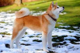 Trucos cuidados Akita Inu