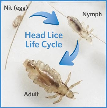 دورة حياة قمل الرأس ( Head lice) 