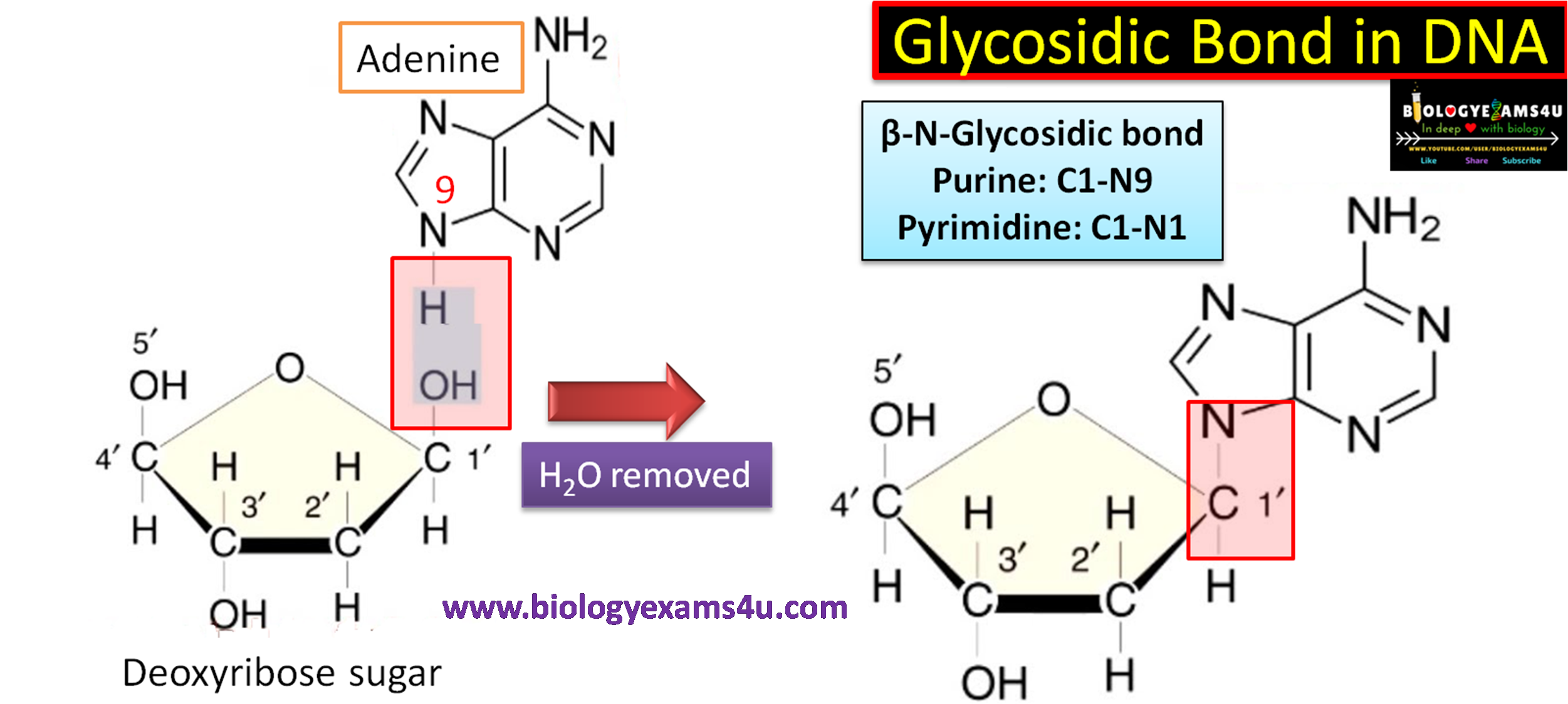 Where is Glycosidic Bond in DNA and RNA?