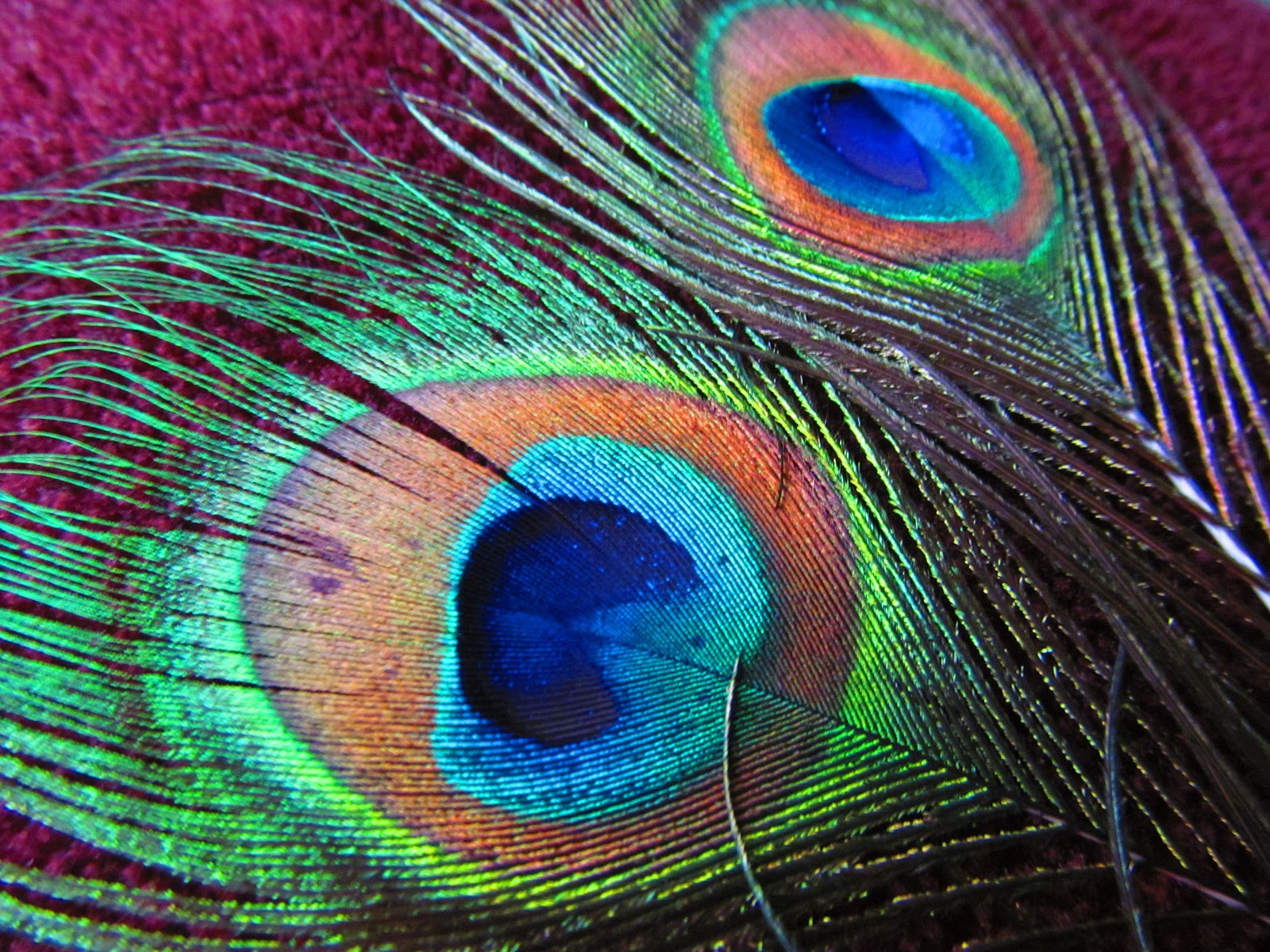 Peacock Feathers | WallPapers