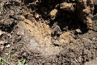 soil in garden