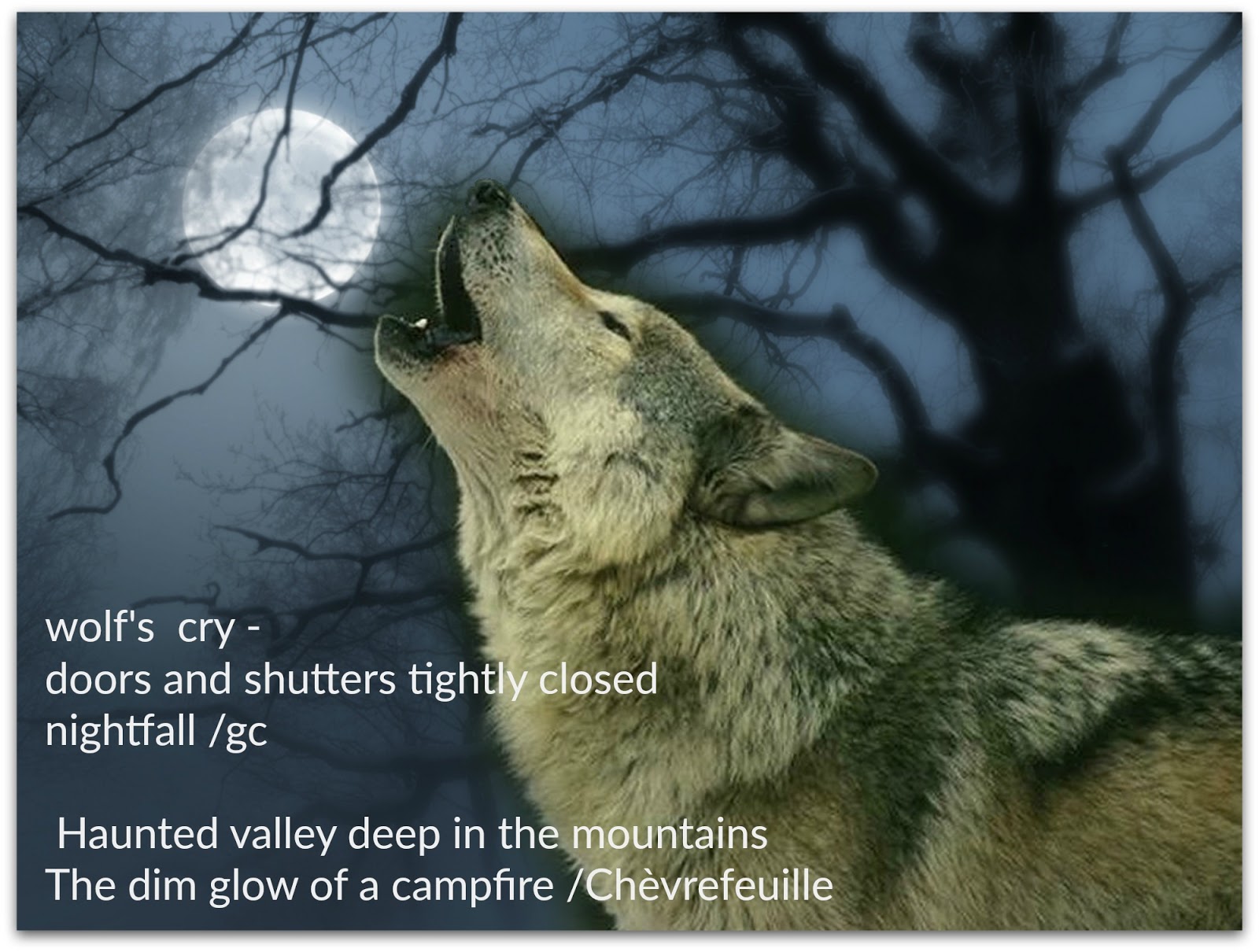 Матерый волк. Волчица воет. Душа волка. Одинокие волки. Выть от тоски.