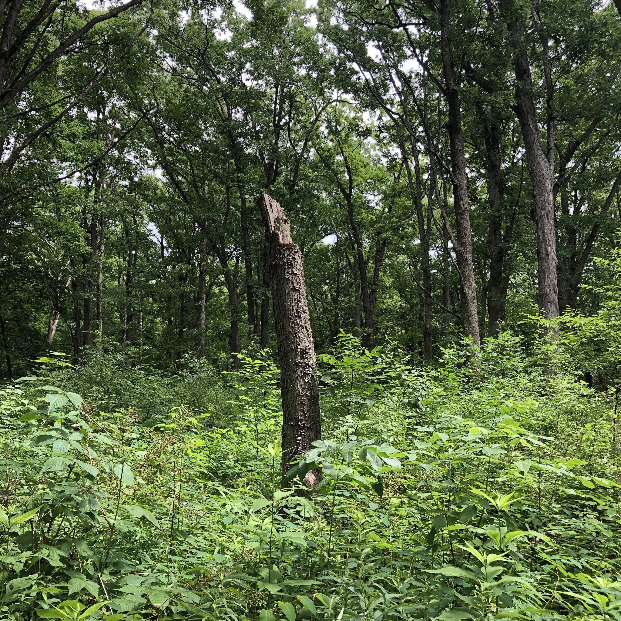 A Little Time and a Keyboard Enveloped in a Dense Green Forest at