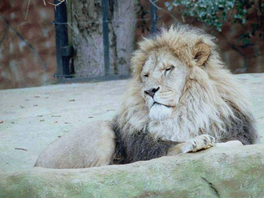 Лев в 16 лет
