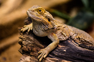 bearded-dragon-live-crickets-5.jpg