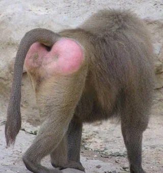 How the baboon’s bottom got swollen and red African Folktale