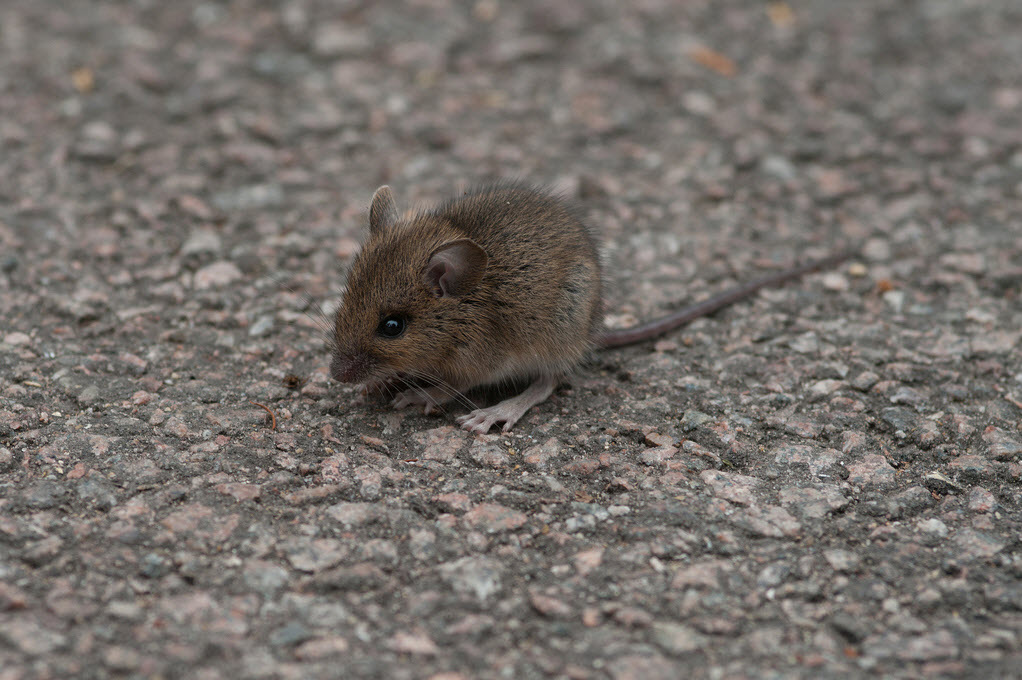 Средняя мышь. Полевая мышь Apodemus agrarius. Мышь полевка маленькая. Домовая мышь mus musculus Linnaeus. Мышь домовая серая.