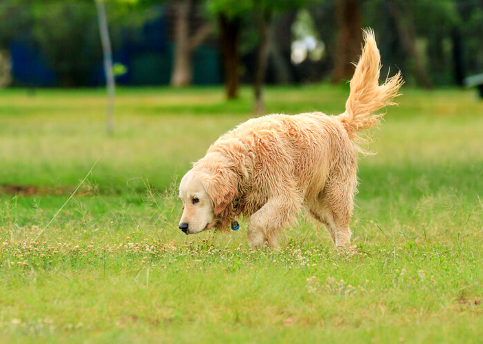 Why You Should Let Your Dog Sniff on Their Walk