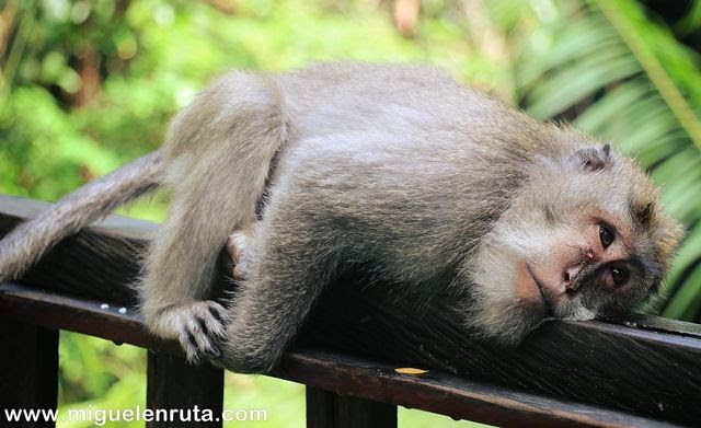 Monkey-Forest-Ubud-Bali