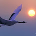Red-Crowned Crane in Flight