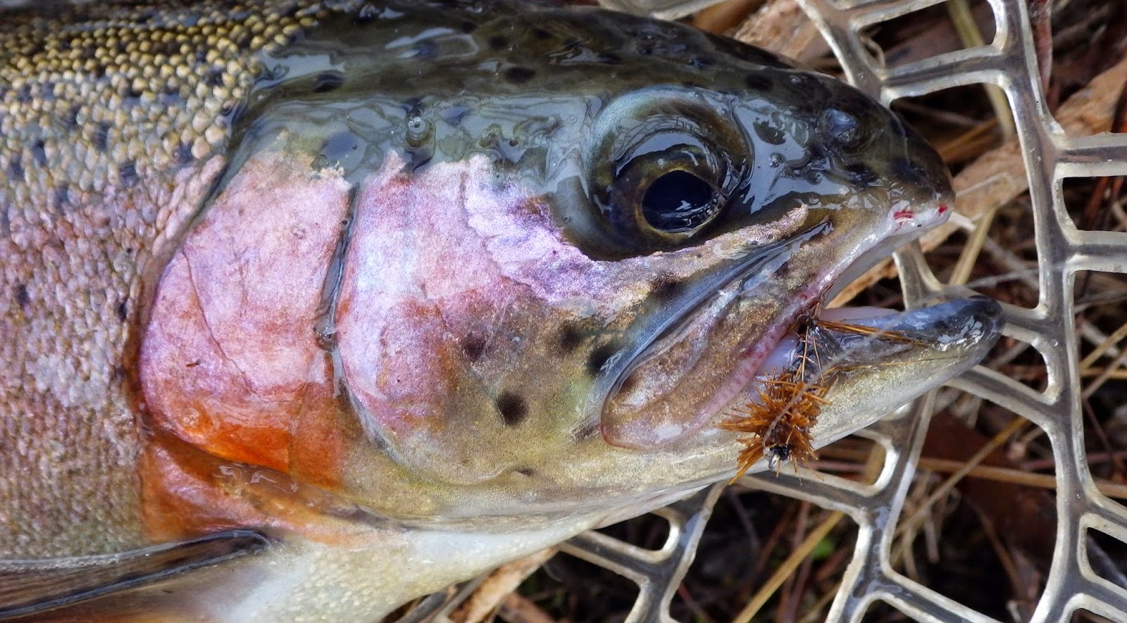 Home Waters A Fly Fishing Life Rocky Ford Creek Report The Purple Glow