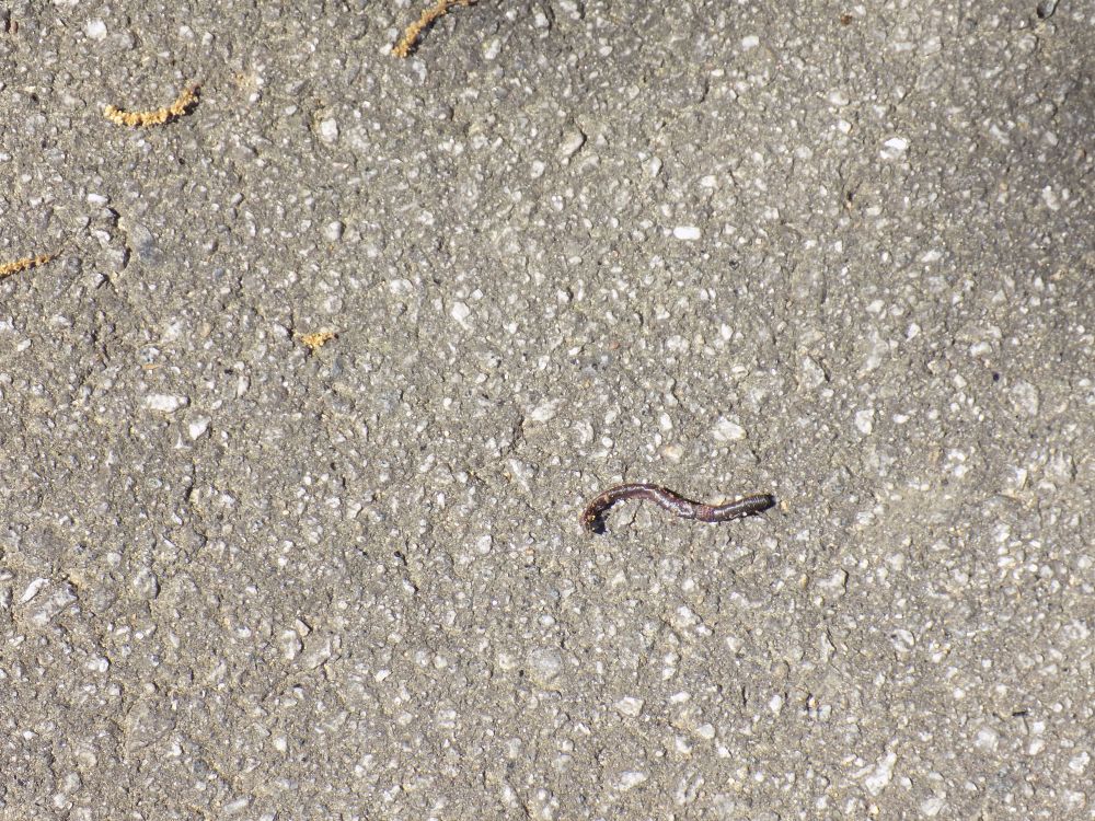 The Quiet Life: Lockdown Day #24