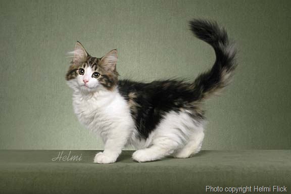 Norwegian Forest Cat Kittens from traditional old lines keeping