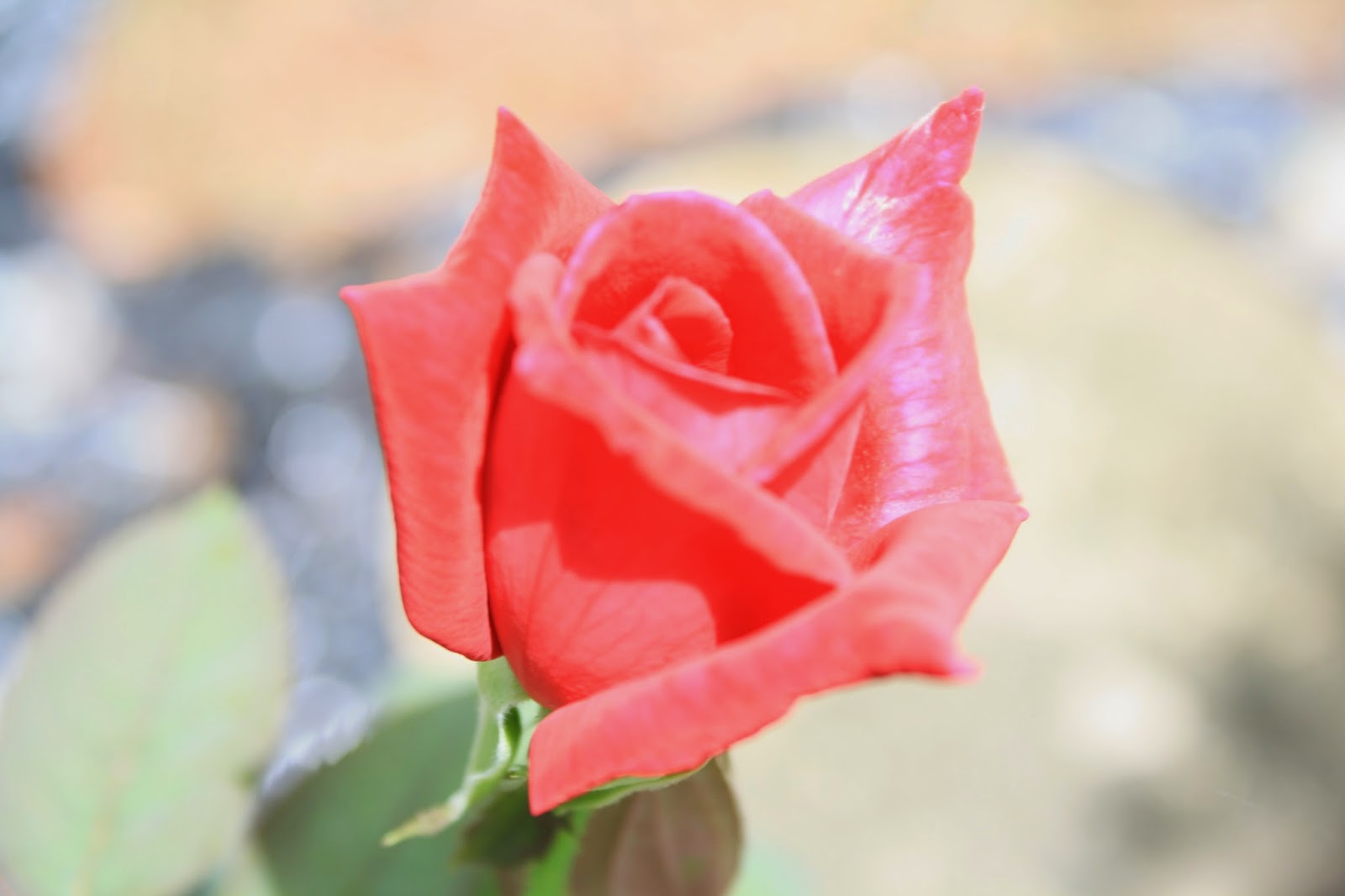 Dawns Garden Life Growing Roses in South Florida? Of Course You Can!