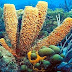 What are the directions for the study of the phylum PORIFERA(sponges)?
