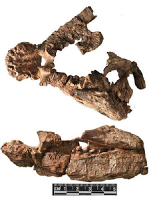Latest-known diadectomorph discovered from the Upper Permian of China Latest-known diadectomorph discovered from the Upper Permian of China