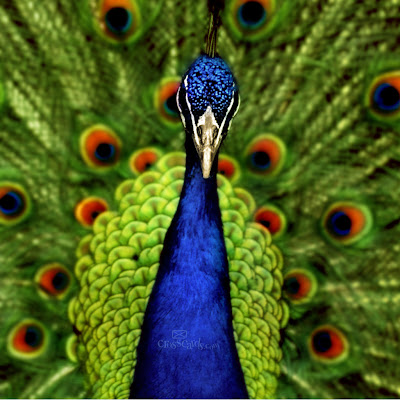 Peacock download free wallpapers for Apple iPad