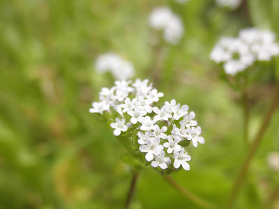 Flor de rucula Flor de rucula