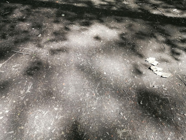 Na zdjęciu widoczna nawierzchnia gruntowa na dojściu do ścieżki w koronach drzew, na drodze leżą pojedyncze gałązki, uschnięte liście