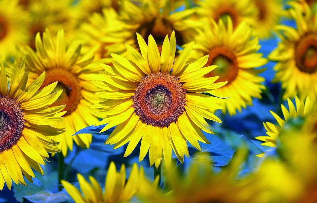 6 Khasiat Minyak Biji Bunga  Matahari  Gambar Gambar Bunga 