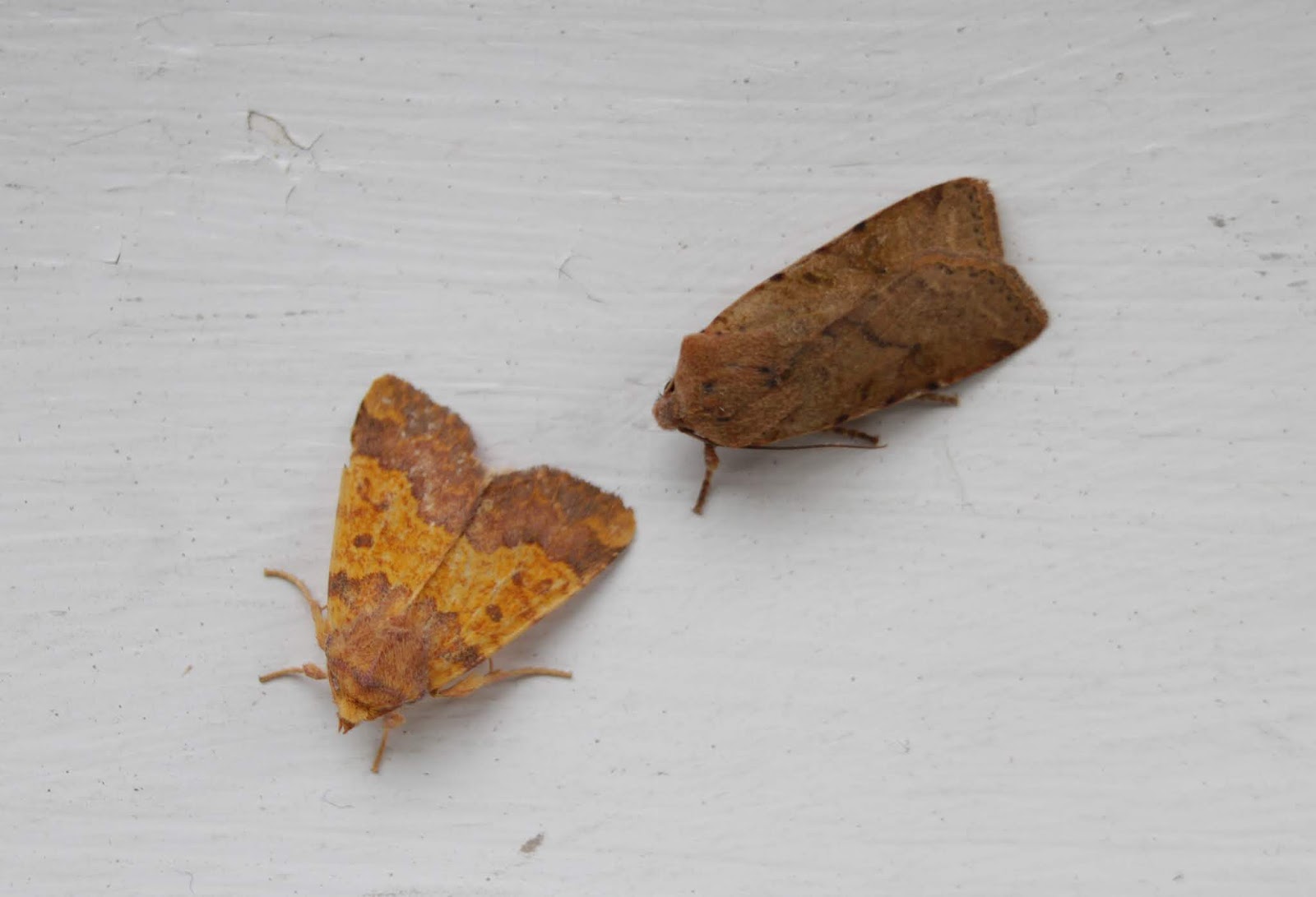 NonStop Birding Autumn Moths