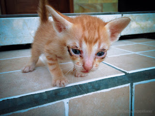 Adorable Brown Very Young Kitten Walking On Porch Stairs Of The House North Bali Indonesia