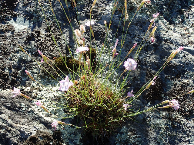 Dianthus sylvestris Dianthus sylvestris