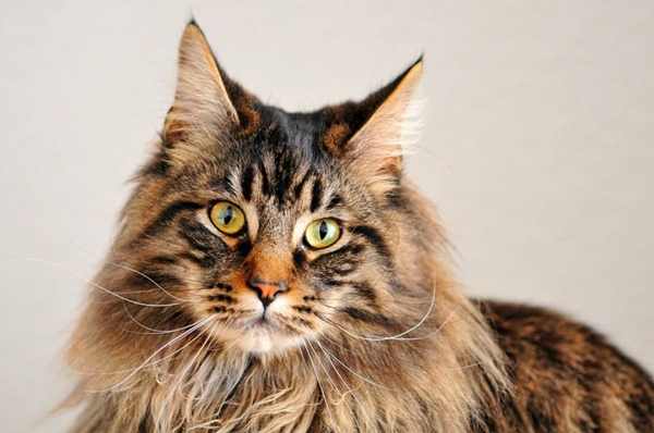 gato-maine-coon-comportamiento-personalidad