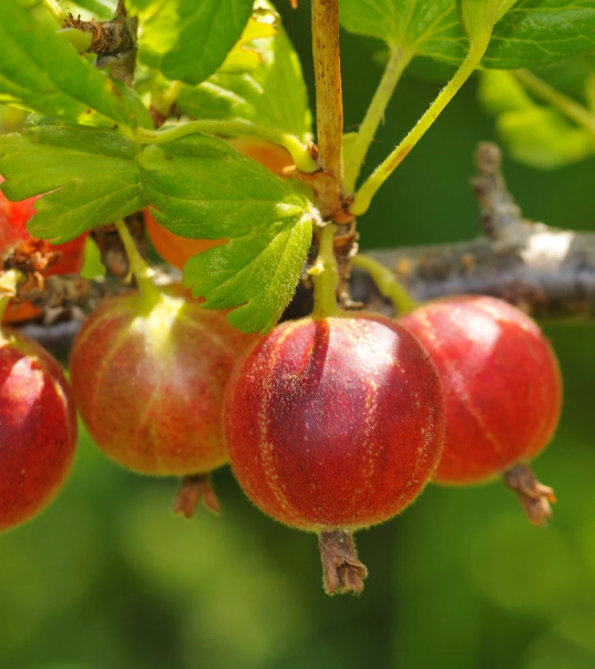 Raintree Nursery Best Mail Order Nursery — Order Fruit Trees from