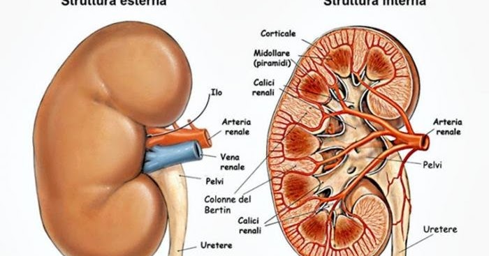 Sistem Ekskresi Pada Manusia Ginjal Struktur Ginjal Dan Fungsi Ginjal