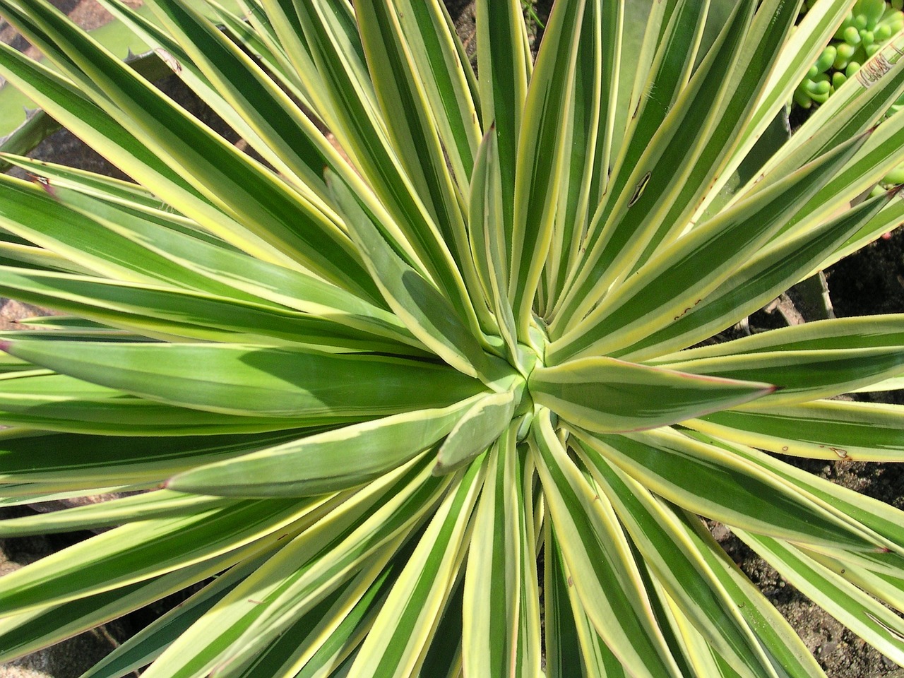 Yucca Aloifolia