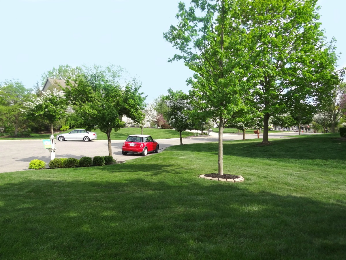 Limelight Hydrangeas In Bloom