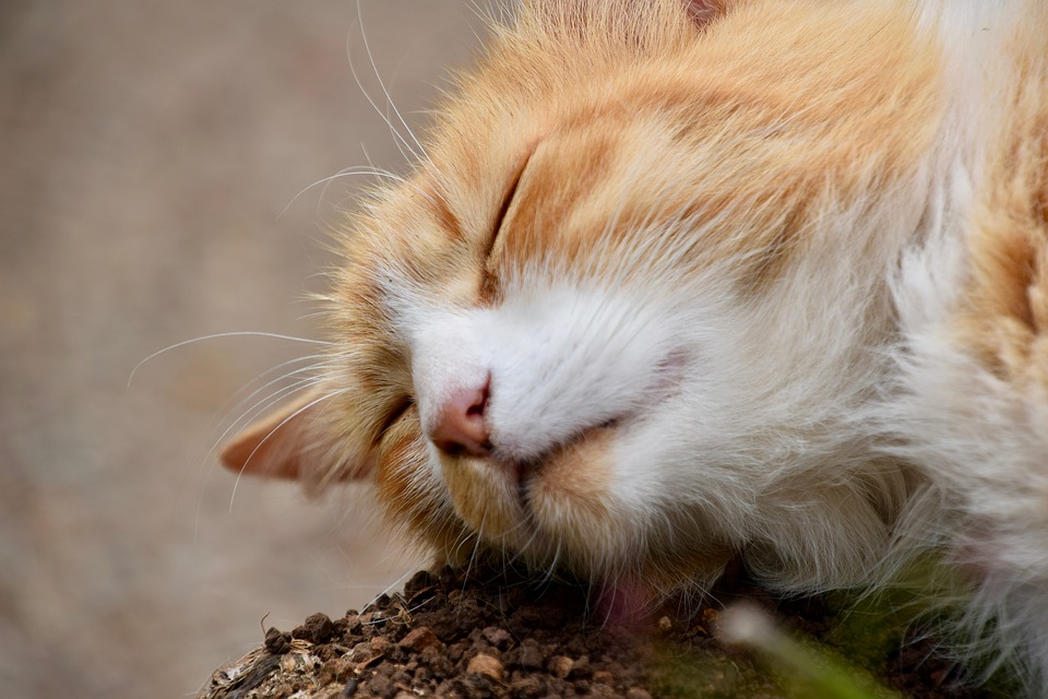 Pictures Of Cats With Down Syndrome