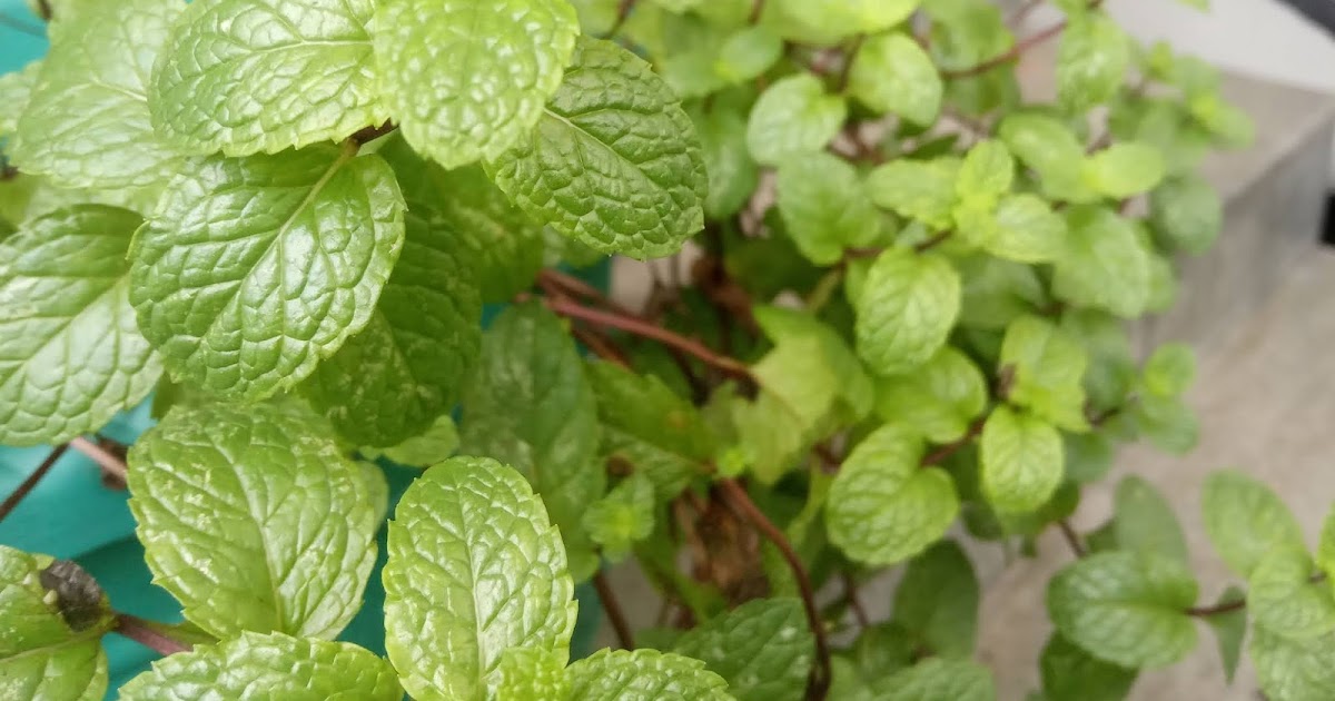 Gambar ilustrasi menanam daun mint hidroponik dalam langkah-langkah menanam daun mint hidroponik di rumah